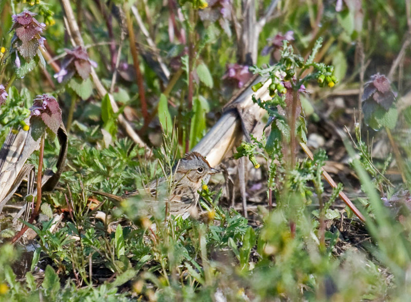 Lincolns Sparrow in the dead nettle