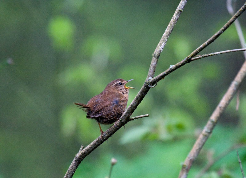 Pacific Wren