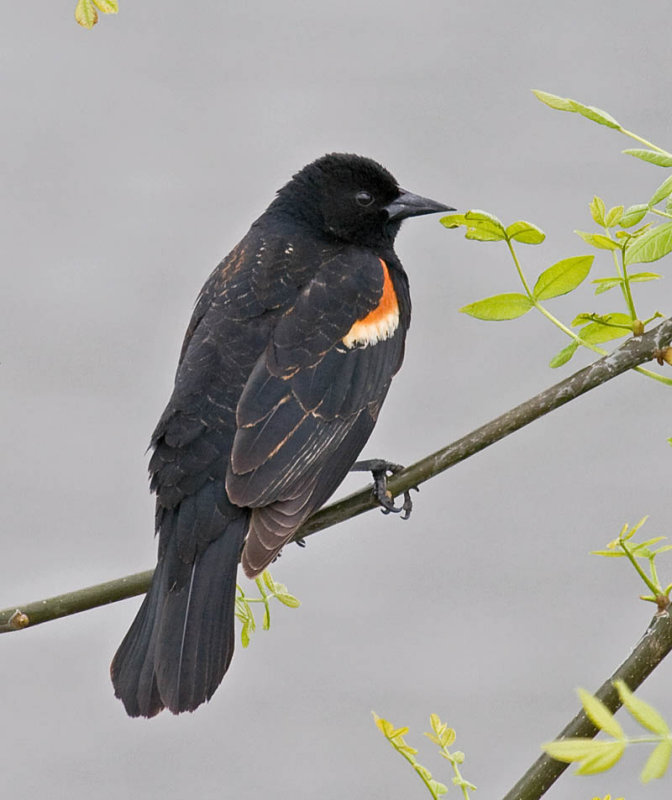 Red-winged Blackbird