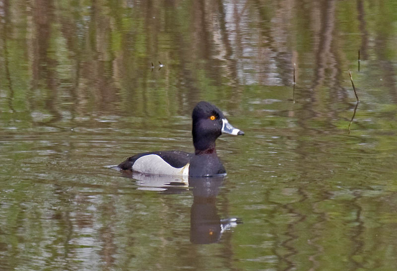 Ring-necked Duck