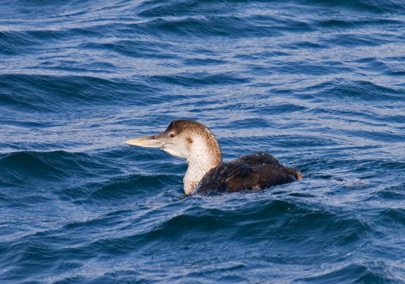 Yellow-billed Loon
