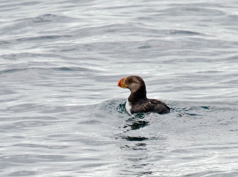 Horned Puffin