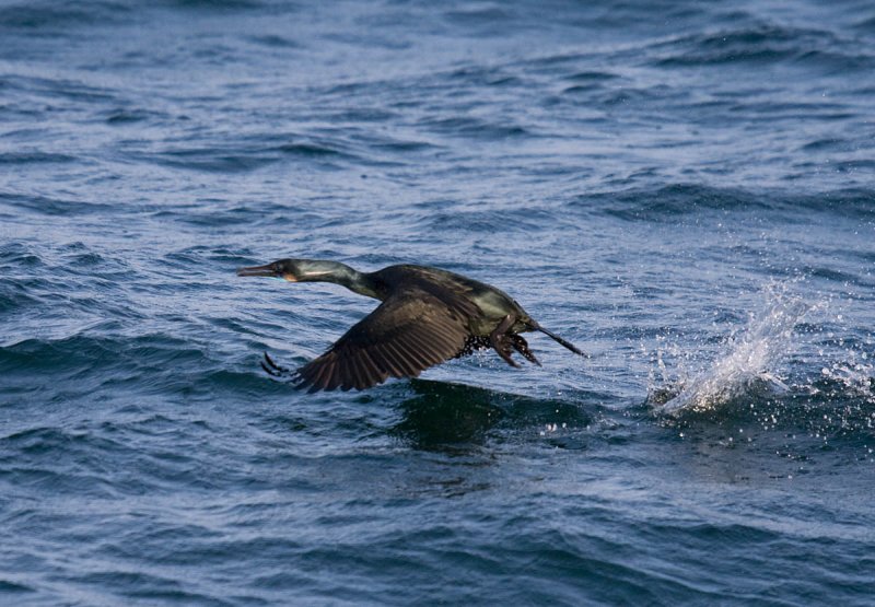 Brandts Cormorant