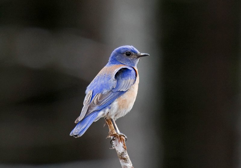 Western Bluebird