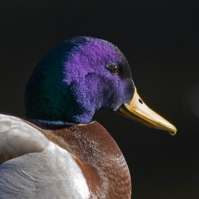 Mallard