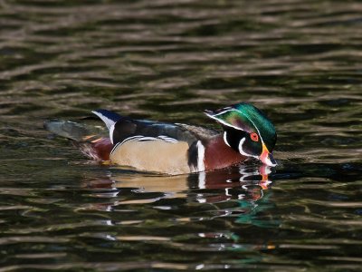 Wood Duck