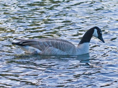 Giant Canada Goose