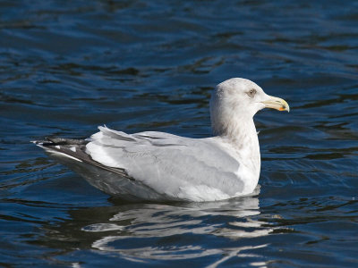 Herring x Glaucous-winged Gull