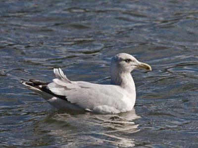 Herring x Glaucous-winged Gull