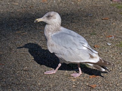 Herring x Glaucous-winged Gull