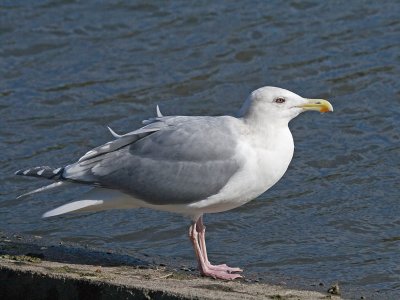 Herring x Glaucous-winged Gull