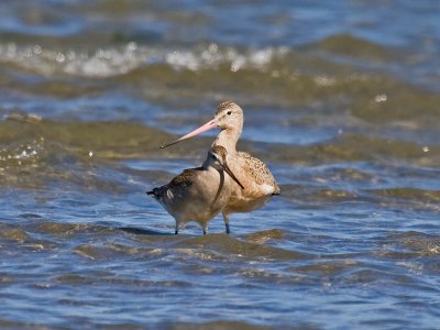 Marbled and Hudsonian Godwit