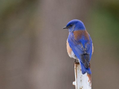 Western Bluebird