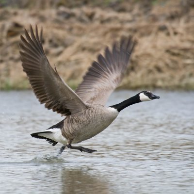 Giant Canada Goose