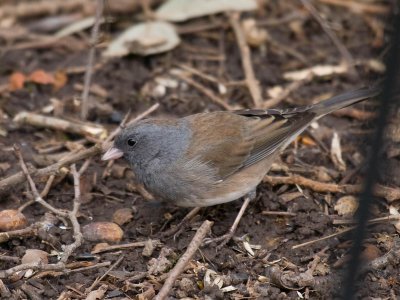 Cassiar Junco