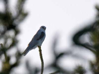 White-tailed Kite