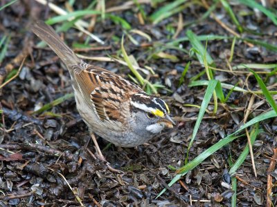 White-throated Sparrow