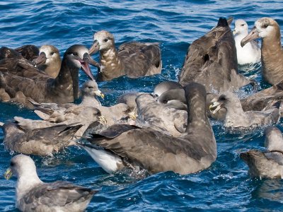 fulmars and albatrosses