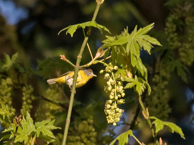 Nashville Warbler