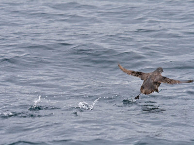 Cassin's Auklet