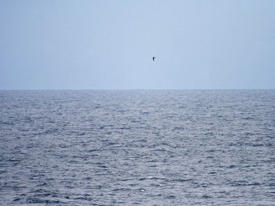 Long-tailed Jaeger at sea