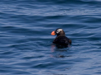 Tufted Puffin