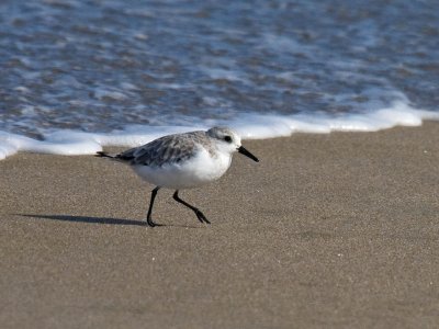 Sanderling