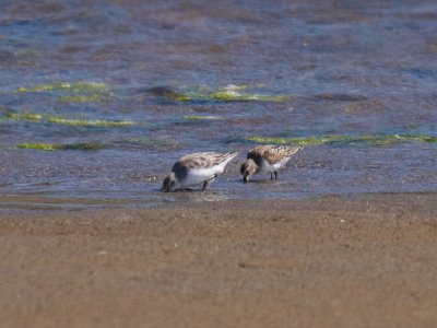 Red-necked Stint