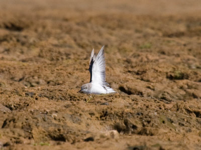 Red-necked Stint