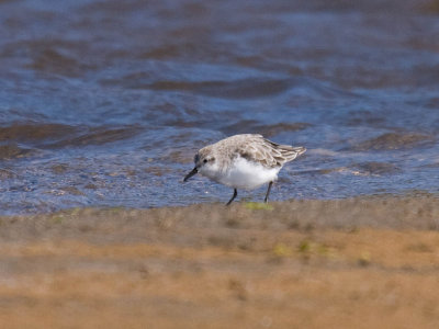 Red-necked Stint