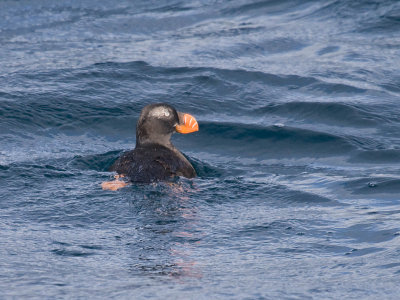 Tufted Puffin