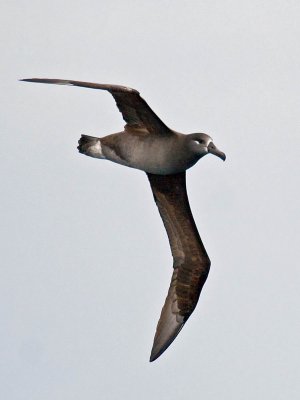 Black-footed Albatross