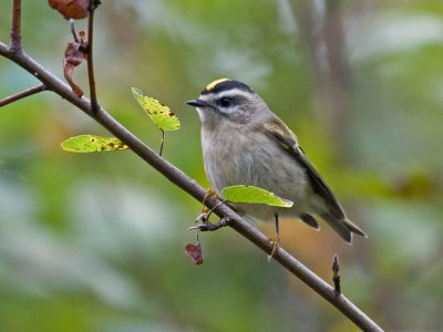 Golden-crowned Kinglet