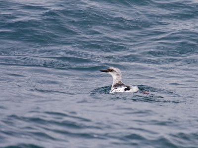 Pigeon Guillemot