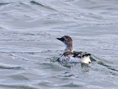 Pigeon Guillemot