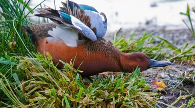 Cinnamon Teal