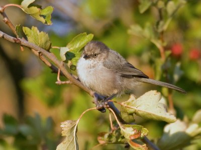 Bushtit