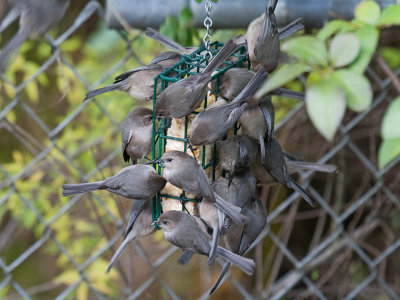 Bushtit