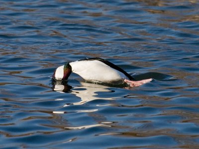 Bufflehead