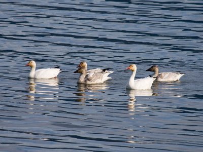 Snow Goose