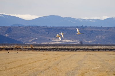 Tundra Swans fly over Bald Eagles