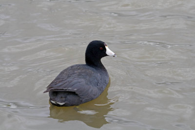 American Coot