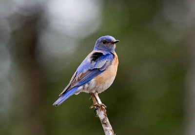 Western Bluebird