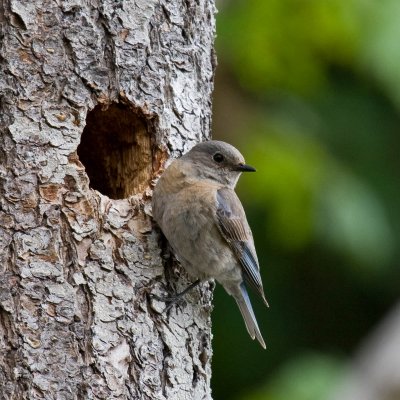 Western Bluebird