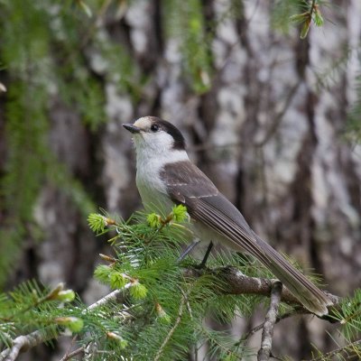 Gray Jay