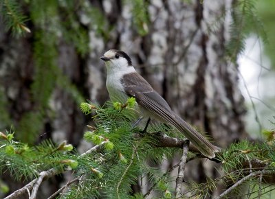 Gray Jay