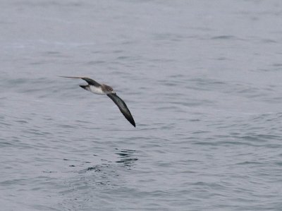 Pink-footed Shearwater