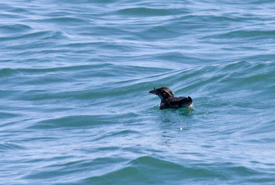 Rhinoceros Auklet