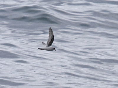 Fork-tailed Storm-Petrel