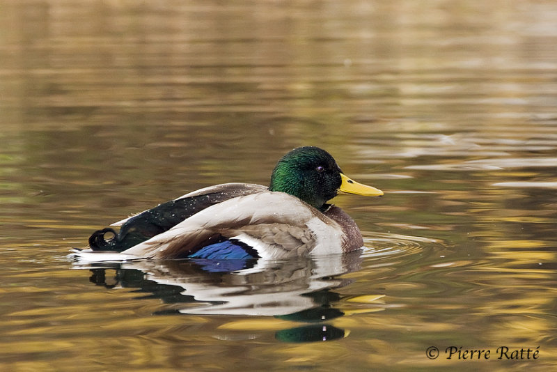 Canard Colvert, Mallard